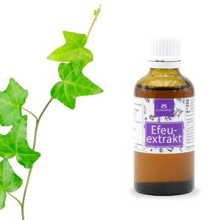Efeuextrakt