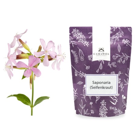 Saponaria (Seifenkraut)