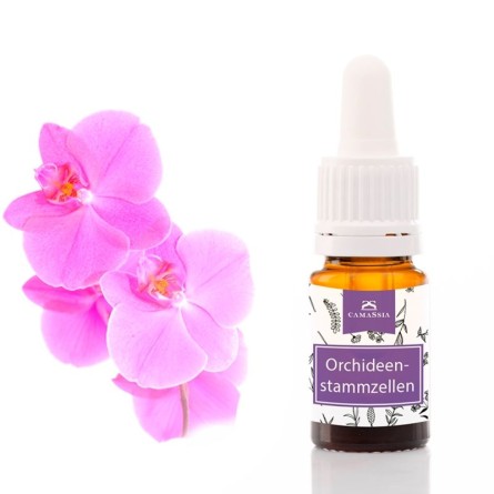 Orchideenstammzellen